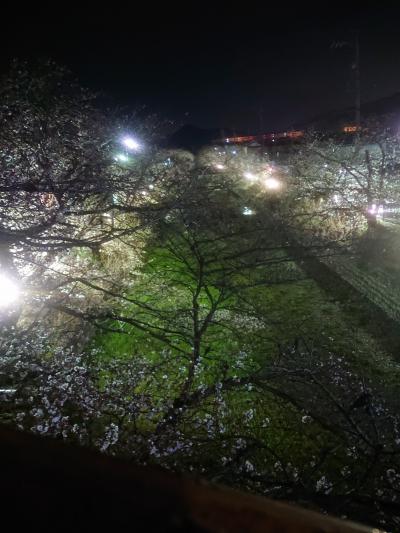 五条川   夜桜ライトアップ
