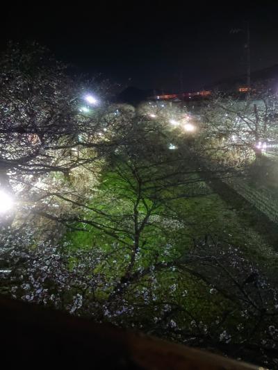 五条川 夜桜ライトアップ