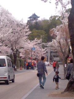 犬山ホテルから犬山城 桜