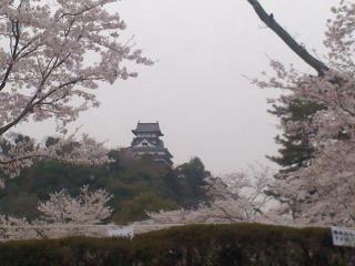 入鹿池堤防下 桜