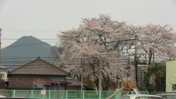 小弓の庄 堀田公園 桜