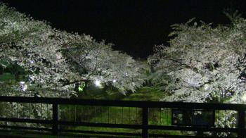 五条川の桜 ライトアップ