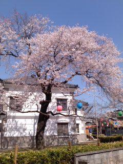 彼岸桜 小弓の庄