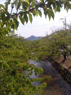 新緑の五条川桜並木