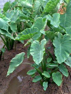 秋雨前線の晴れ間 里芋たち