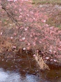 彼岸桜ほころぶ 五条川