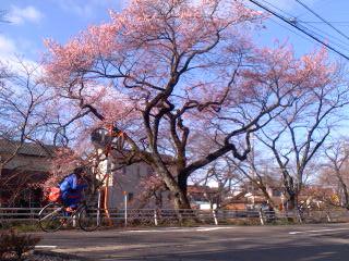 五条川サクラ並木 彼岸桜5分咲き