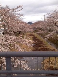 五条川桜並木五分咲き