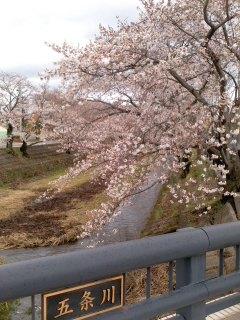 五条川桜並木五分咲き