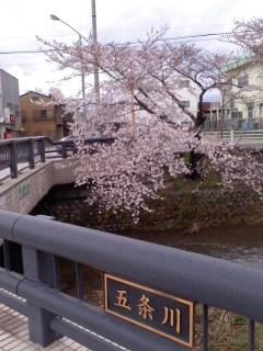 五条川桜並木五分咲き