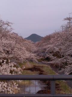 五条川桜並木 満開