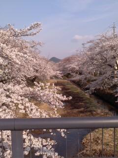 五条川桜並木満開