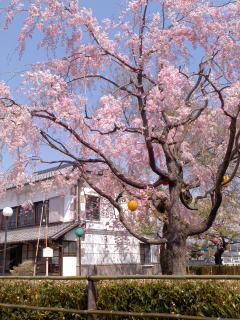 小弓の庄垂れサクラ満開