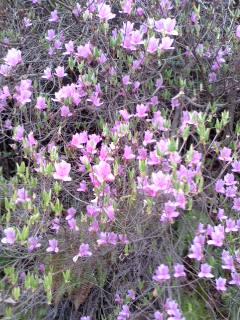 ヤマツツジ 明治村