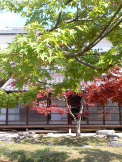 若葉の候 小弓の庄庭園