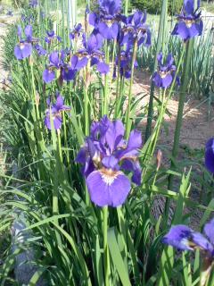 カキツバタの候