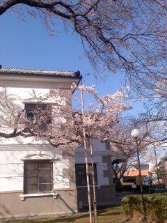 小弓の庄エドヒガン八分咲き