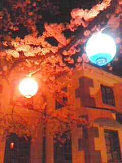 春雨けむる小弓の庄ソメイヨシノ満開