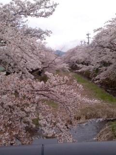 羽黒五条川桜並木満開