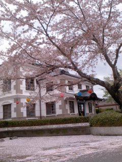 サクラ散りはじめ