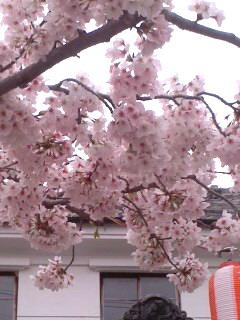 名残りのソメイヨシノ (小弓の庄)