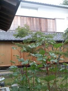 台風一過 雨戸を乾燥中