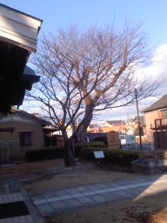 寒い日 榎 小弓の庄