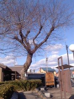 寒い日 榎 小弓の庄