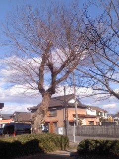 寒い日 榎 小弓の庄