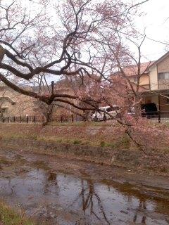 ヒガンサクラ開花 五条川堤サクラ並木通り