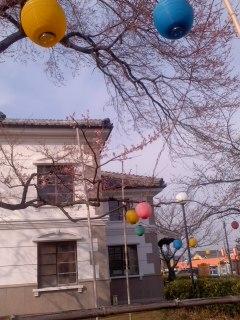 ヒガンサクラ開花後 ひと休み