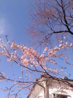 ヒガンサクラ二分咲き 小弓の庄