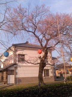 ヒガンサクラ 満開 小弓の庄