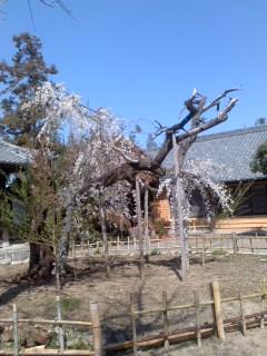 笑面寺 シダレサクラ 満開