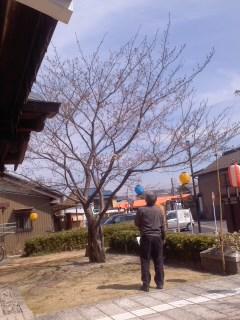 オオシマサクラ開花しました 小弓の庄根上がり桜