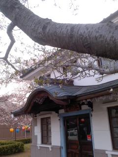 競演 オオシマサクラ ソメイヨシノ エドヒガン