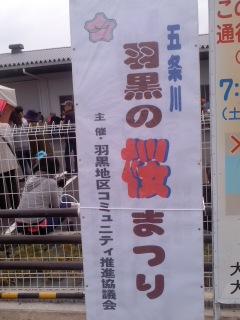 羽黒コミ五条川桜まつり開催中