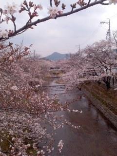 羽黒五条川サクラ並木 満開