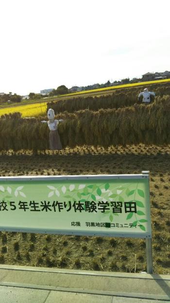 体験学習田稲刈りが終わりました