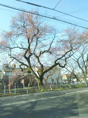 彼岸桜 二分咲き。五条川堀田橋上流右岸