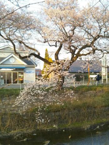 彼岸桜五分咲き。五条川堀田橋上流