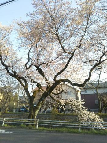彼岸桜満開。五条川堀田橋上流右岸