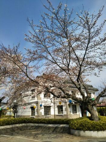 小弓の庄 彼岸桜満開です