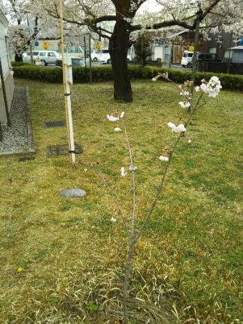 小弓の庄サクラ競演。手前から吉野桜、エドヒガン、ソメイヨシノ