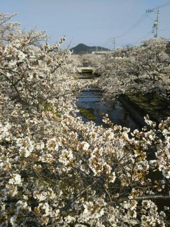 五条川桜並木 満開?