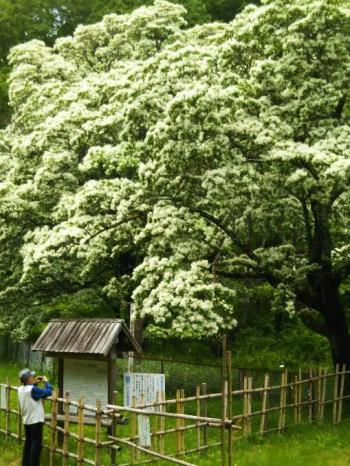 国指定天然記念物ひとつばたご満開