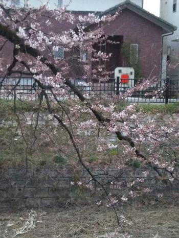 春が来た!彼岸桜開花!五条川右岸堀田橋東