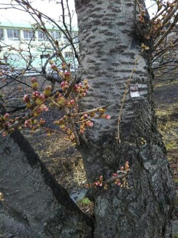 五条川ソメイヨシノ蕾膨らむ。小弓橋左岸