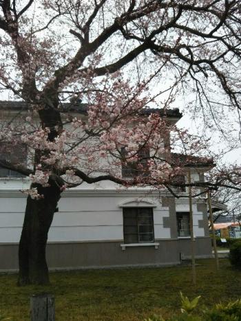 小弓の庄彼岸桜。八分咲き。