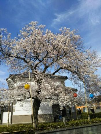 小弓の庄彼岸桜満満開。提灯飾りつけました